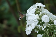 Macroglossum stellatarum