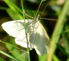 Udea lutealis