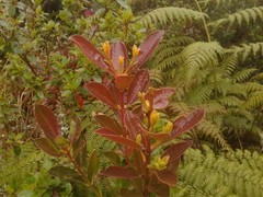 Gaiadendron punctatum