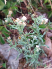 Erigeron acris serotinus