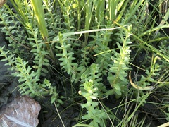 Lysimachia maritima