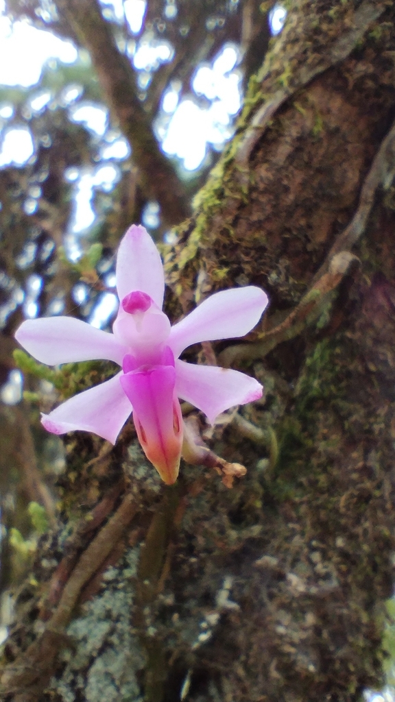 Phalaenopsis taenialis