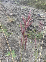Bromus pumpellianus