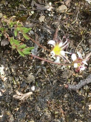 Cherleria arctica