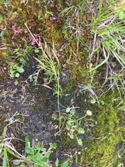Cardamine purpurea