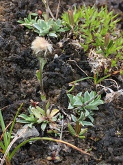 Antennaria friesiana