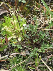 Cardamine purpurea
