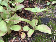 Lysimachia europaea