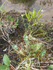 Cardamine purpurea