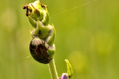 Chrysolina americana