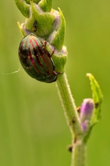 Chrysolina americana