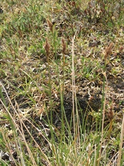 Carex simpliciuscula
