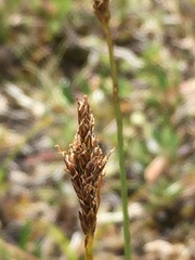 Carex simpliciuscula