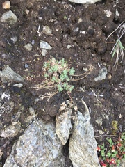 Draba nivalis