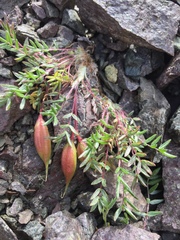 Oxytropis scammaniana