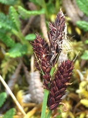 Carex microchaeta