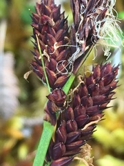 Carex microchaeta