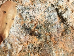 Euconulus fulvus