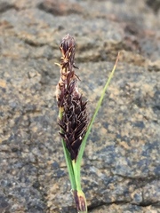 Carex microchaeta