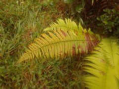 Dryopteris wallichiana