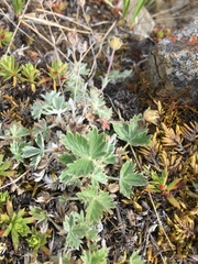 Potentilla subvahliana