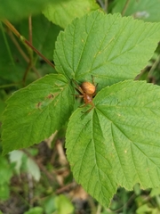 Araneus iviei