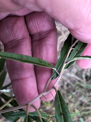 Solanum parvifolium