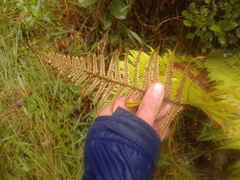 Dryopteris wallichiana