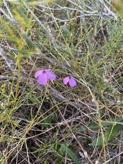 Tetratheca ericifolia
