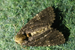 Melanchra persicariae