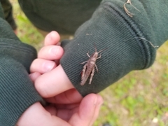 Chloealtis conspersa