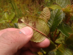 Weinmannia rollottii