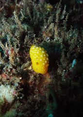 Doris chrysoderma