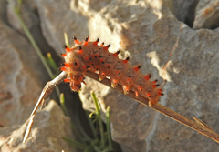 Zerynthia polyxena