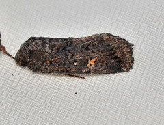 Proteuxoa marginalis