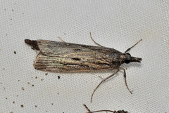 Scoparia meyrickii