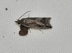 Holocola triangulana