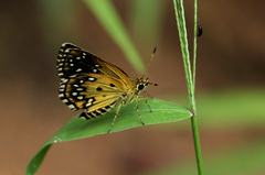 Astictopterus stellata mineni