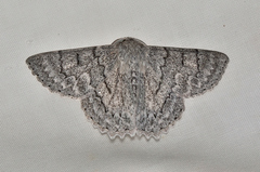 Crypsiphona tasmanica