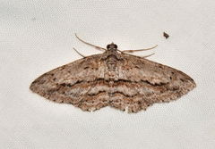 Didymoctenia exsuperata