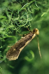 Reisserita relicinella