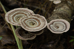 Microporus quarrei