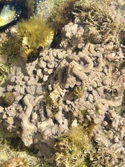 Lithophyllum incrustans