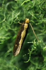 Reisserita relicinella