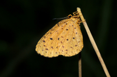 Pentila tropicalis