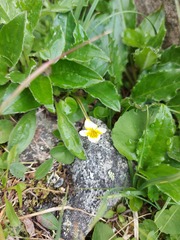 Viola biflora