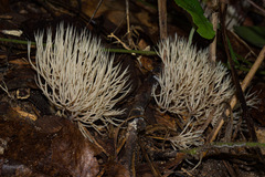 Pterula subulata