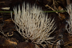 Pterula subulata
