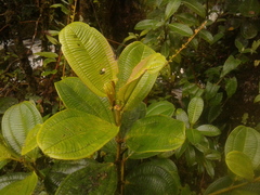 Miconia cundinamarcensis