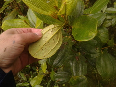 Miconia cundinamarcensis
